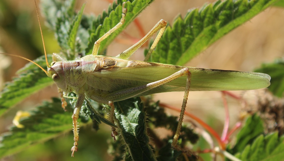 Tettigonia viridissima - Grande sauterelle verte