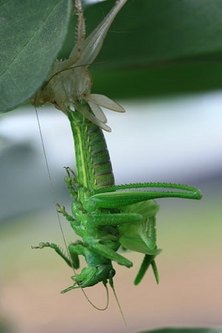 Tettigonia viridissima - Grande sauterelle verte