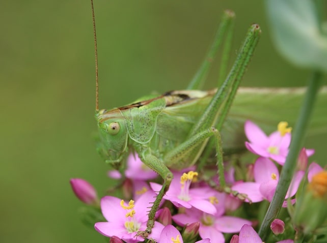 Tettigonia viridissima - Grande sauterelle verte