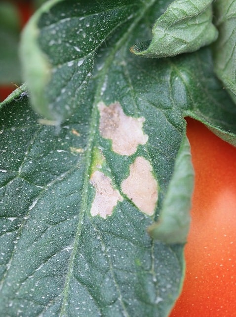 Mineuse sud-américaine de la tomate - Tuta absoluta