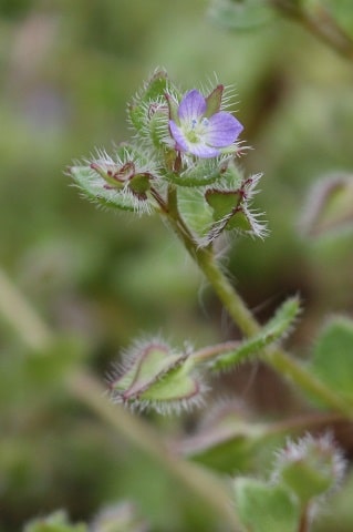 Veronica hederifolia - Véronique à feuilles de lierre