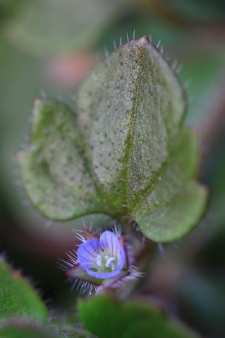 Veronica hederifolia - Véronique à feuilles de lierre