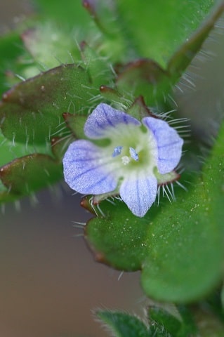 Veronica hederifolia - Véronique à feuilles de lierre