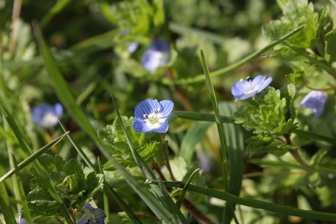 Veronica persica - Véronique de Perse