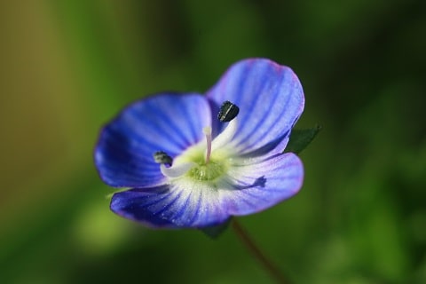 Veronica persica - Véronique de Perse