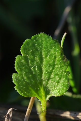 Veronica persica - Véronique de Perse