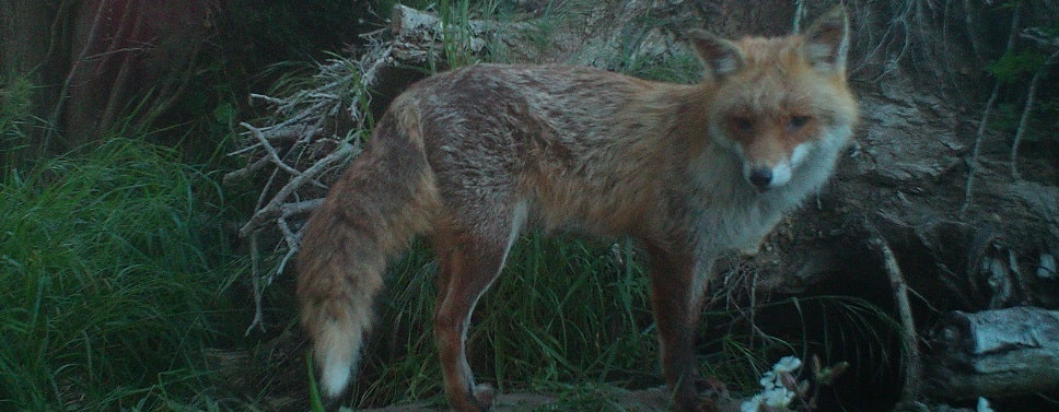 Renard roux - Vulpes vulpes