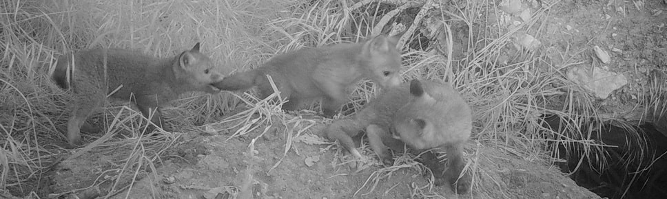 Renard roux - Vulpes vulpes