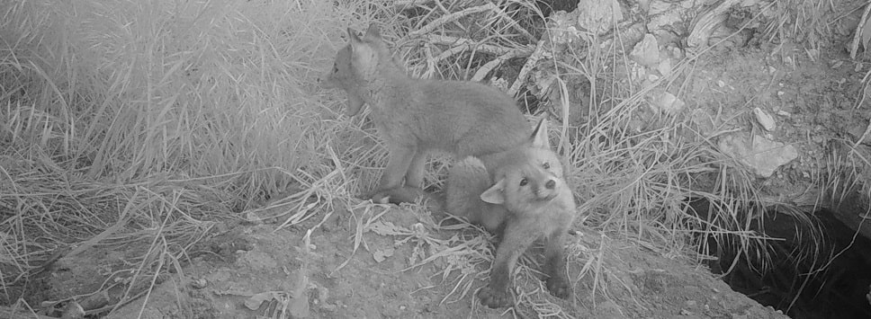 Renard roux - Vulpes vulpes