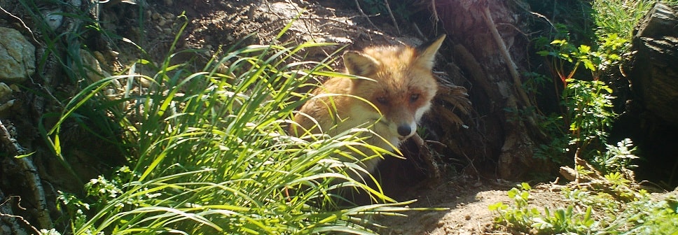 Renard roux - Vulpes vulpes