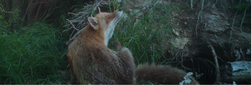 Renard roux - Vulpes vulpes