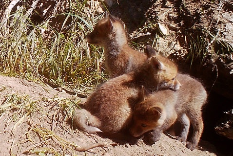 Renard roux - Vulpes vulpes
