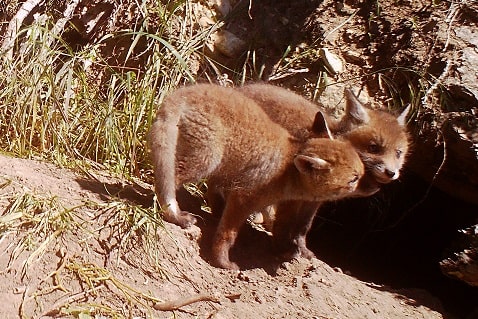 Renard roux - Vulpes vulpes