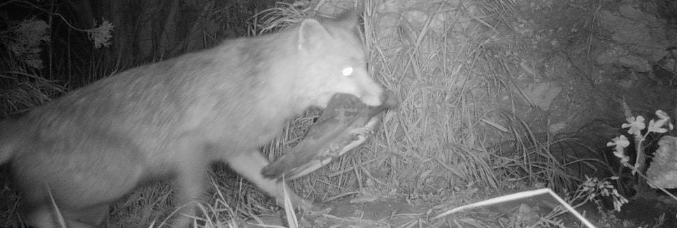 Renard roux - Vulpes vulpes