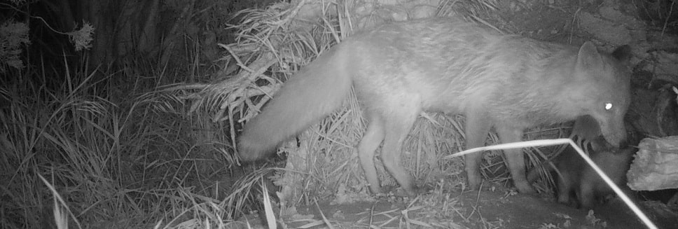 Renard roux - Vulpes vulpes