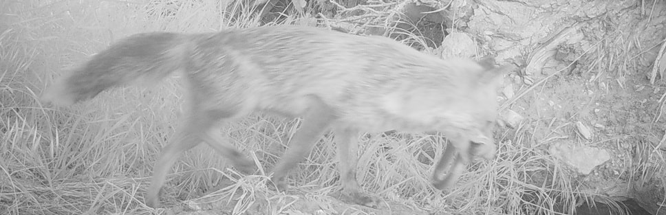 Renard roux - Vulpes vulpes