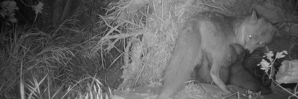 Renard roux - Vulpes vulpes