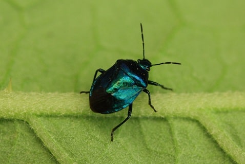 Zicrona caerulea