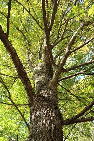 Acer campestre - Erable champêtre