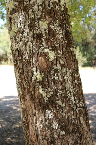 Acer monspessulanum - Erable de Montpellier