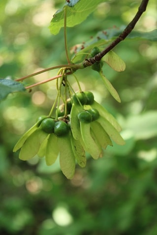 Acer opalus - Erable à feuilles d'obier