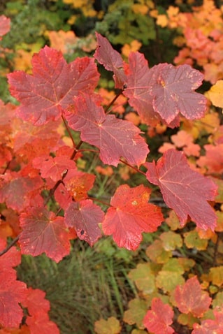 Acer opalus - Erable à feuilles d'obier