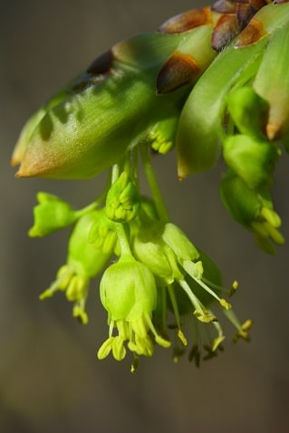 Acer opalus - Erable à feuilles d'obier