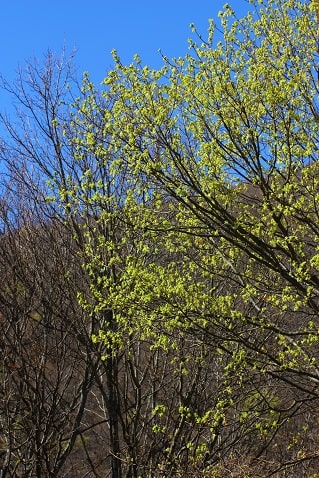 Acer opalus - Erable à feuilles d'obier