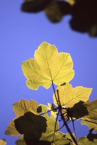 Acer opalus - Erable à feuilles d'obier