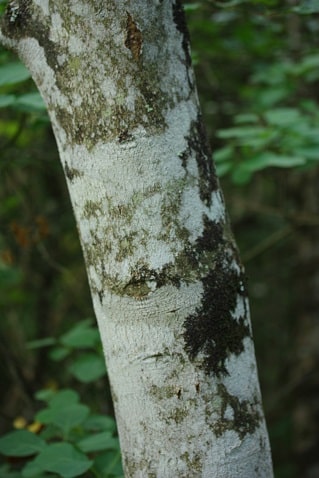 Acer opalus - Erable à feuilles d'obier