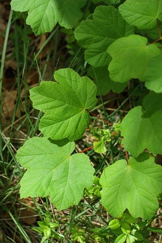 Acer opalus - Erable à feuilles d'obier