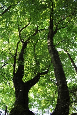 Acer opalus - Erable à feuilles d'obier
