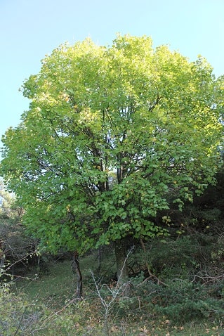 Acer opalus - Erable à feuilles d'obier