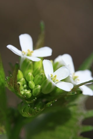 Alliaria petiolata - Alliaire officinale
