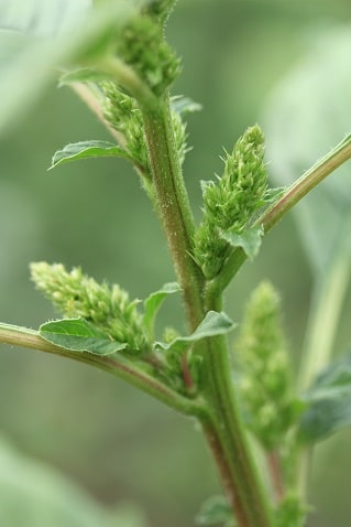 Amaranthus retroflexus - Amarante réfléchie