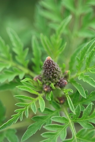 Ambrosia artemisiifolia - Ambroisie