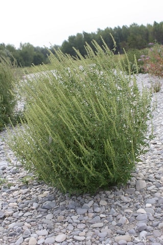 Ambrosia artemisiifolia - Ambroisie