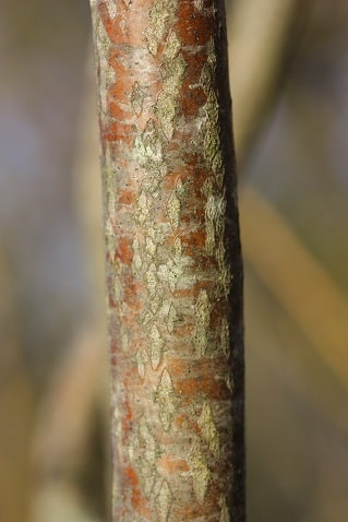 Amelanchier ovalis - Amélanchier à feuilles ovales