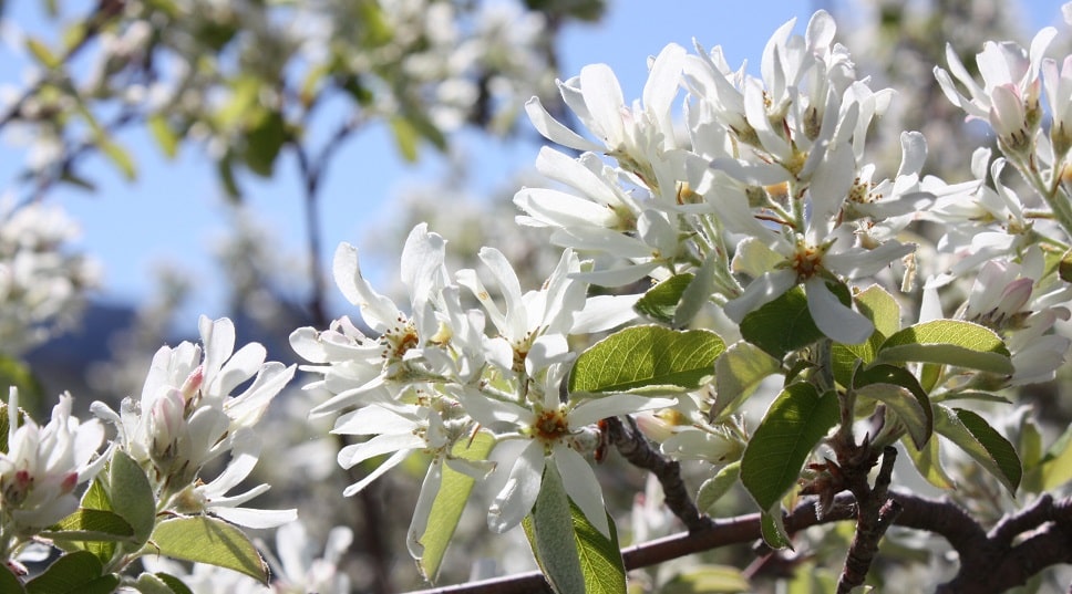 Amelanchier ovalis - Amélanchier à feuilles ovales