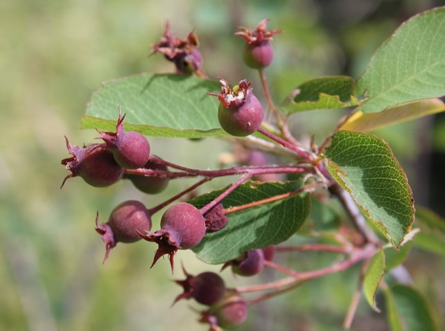 Amelanchier ovalis - Amélanchier à feuilles ovales