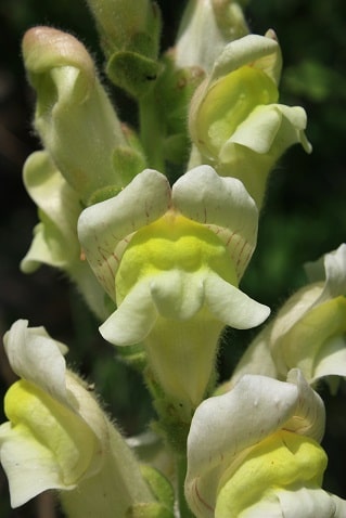 Antirrhinum majus subsp. latifolium - Muflier à larges feuilles