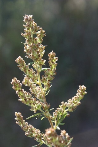 Artemisia vulgaris - Armoise commune