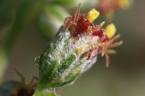 Artemisia vulgaris - Armoise commune