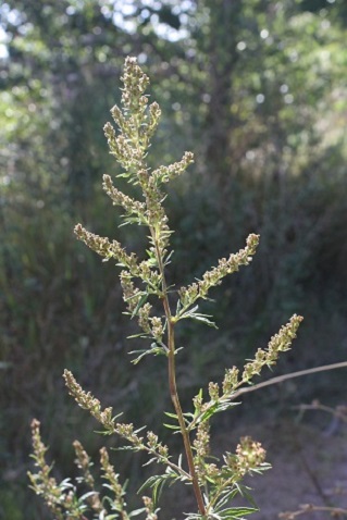 Artemisia vulgaris - Armoise commune