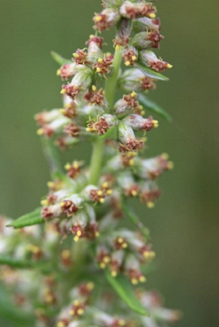 Artemisia vulgaris - Armoise commune