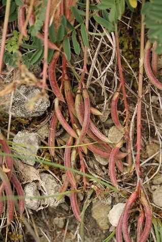 Astragalus monspessulanus - Astragale de Montpellier