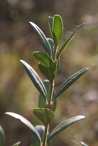 >Buxus sempervirens - Buis