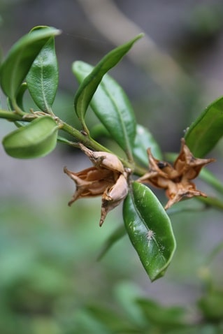 >Buxus sempervirens - Buis
