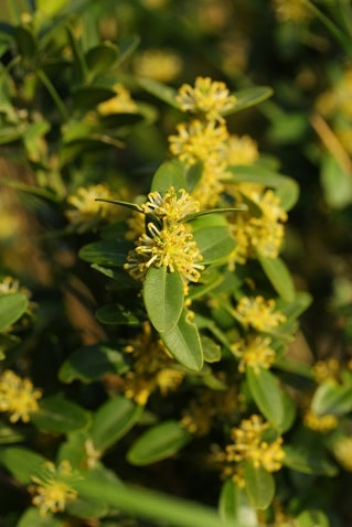 >Buxus sempervirens - Buis
