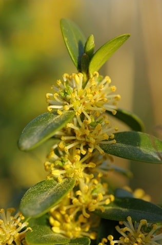 >Buxus sempervirens - Buis